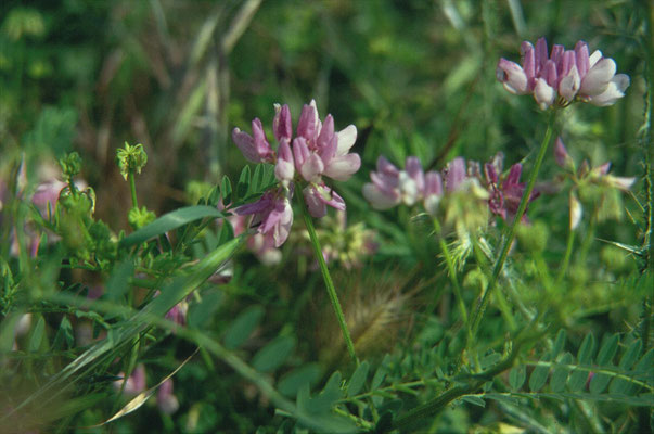 Coronilla varia - Bont kroonkruid