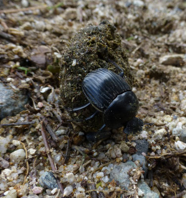 Scarabaeus species (pillendraaier)