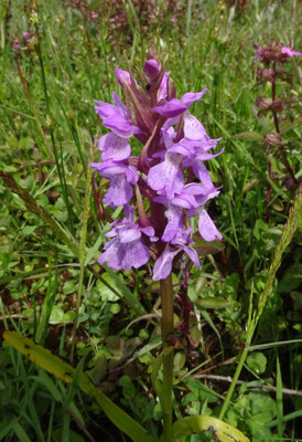 Rietorchis