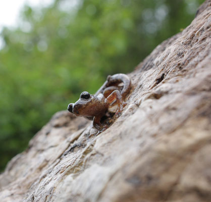 Speleomantes ambrosii, foto Ruud