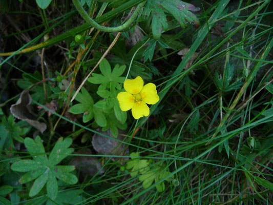 Potentilla anglica - Kruipganzerik