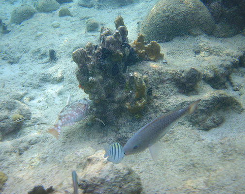  Sparisoma radians