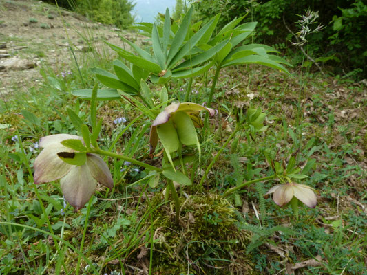 Helleborus foetidus - Stinkend nieskruid