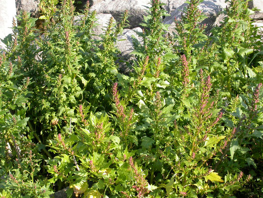 Chenopodium rubrum - Rode ganzenvoet