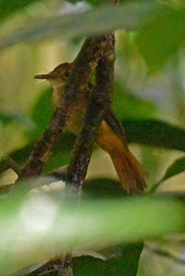 Royal Flycatcher