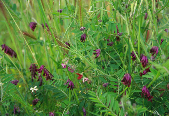 Vicia benghalensis