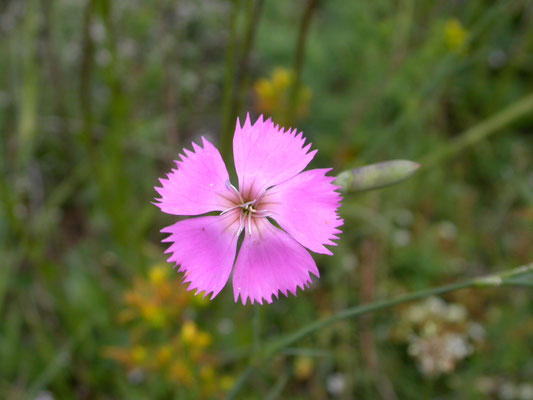 Dianthus gratianopolitanus - Rotsanjer