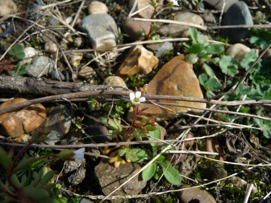 Saxifraga tridactylites - Kandelaartje
