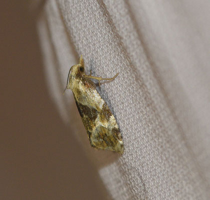 Aethes rubigana - Donker c-smalsnuitje