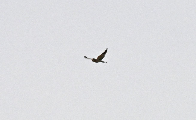Elanus caeruleus - Black-winged Kite (Black-shouldered Kite)