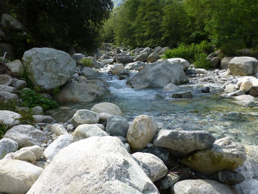 bergbeek