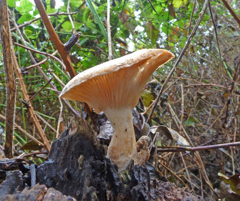 Clitocybe clavipes - Knotsvoettrechterzwam