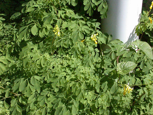 Pseudofumaria lutea - Gele helmbloem