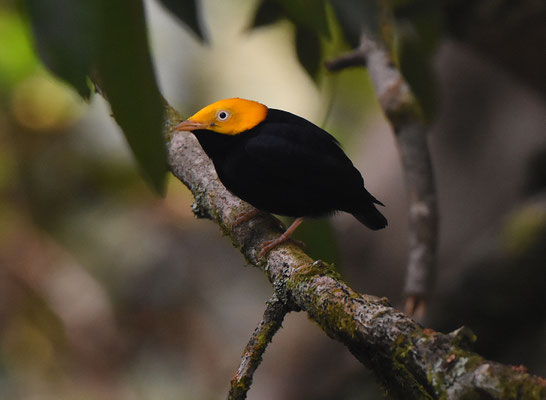 Golden-headed Manakin