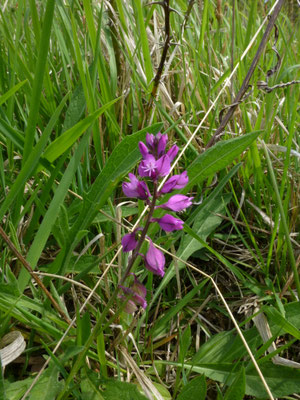 Polygala comosa - Kuifvleugeltjesbloem
