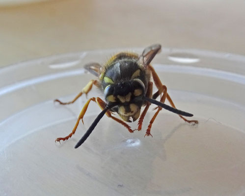 Vespula vulgaris - Gewone wesp