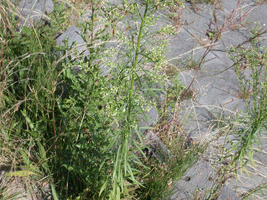 Erigeron canadensis - Canadese fijnstraal