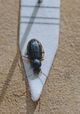 Bembidion assimile - Ribbelkoppriemkever