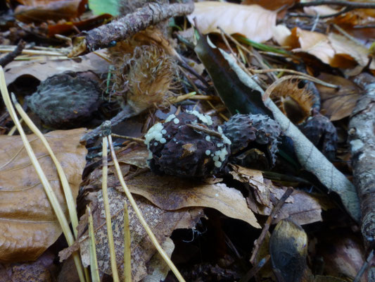 Hymenoscyphus ss. lato - vlieskelkjes en poederkelkjes