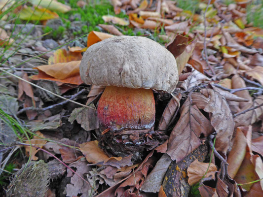Caloboletus calopus - Pronksteelboleet