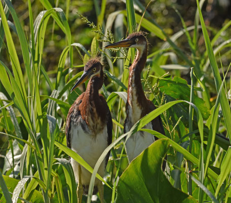 Tricolored Heron