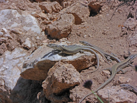 Muurhagedis (Podarcis muralis)