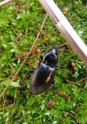 Pterostichus oblongopunctatus
