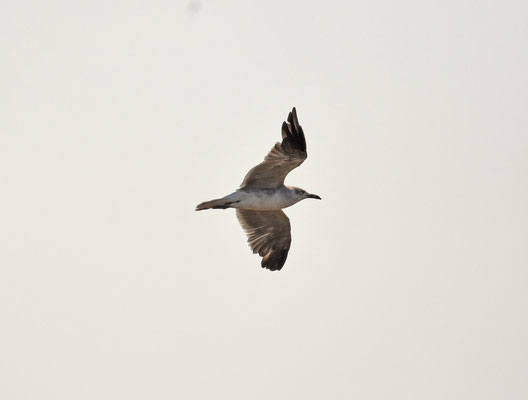 Laughing Gull