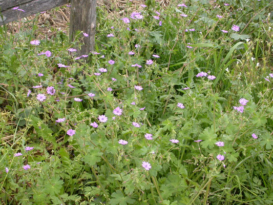 Geranium pyrenaicum - Bermooievaarsbek