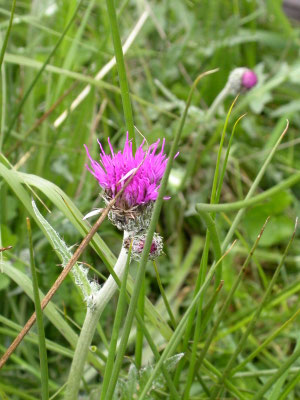 Cirsium dissectum - Spaanse ruiter