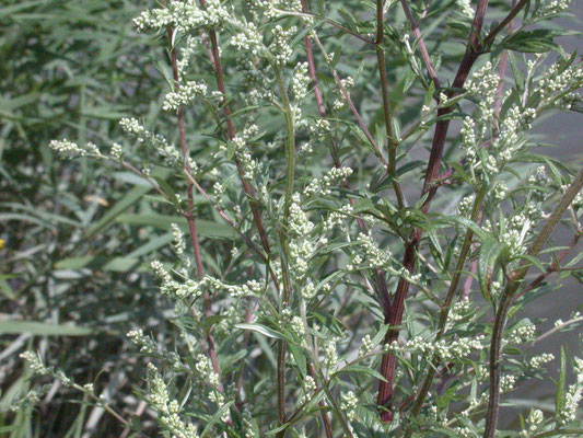 Artemisia vulgaris - Bijvoet