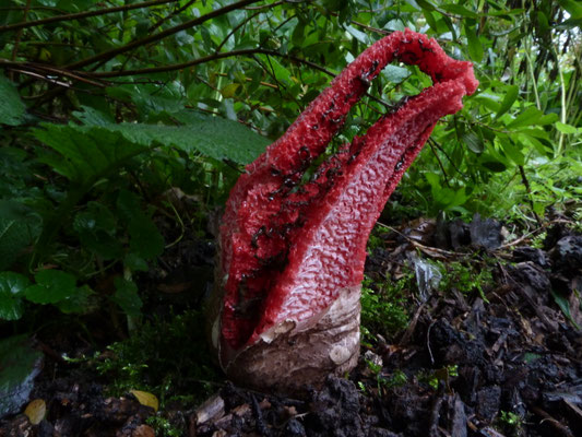 Clathrus archeri - Inktviszwam
