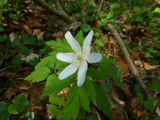 Anemone nemorosa - Bosanemoon