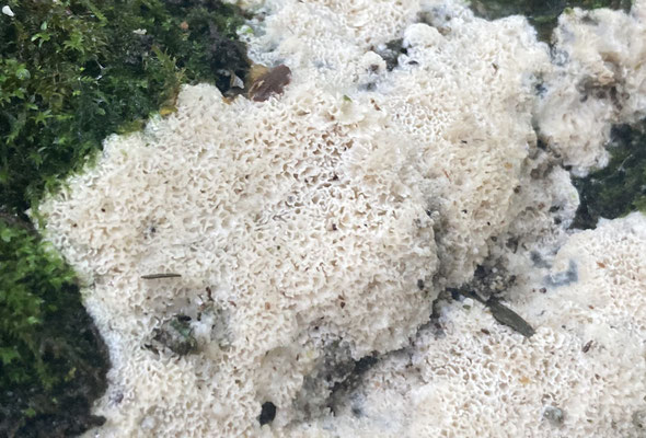 Ceriporia purpurea sl - Wasporias