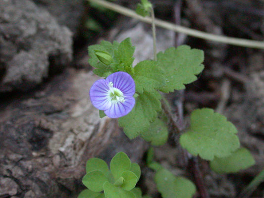 Veronica persica - Grote ereprijs