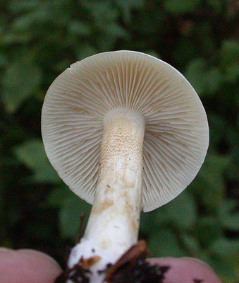 Collybia maculata - Roestvlekkencollybia