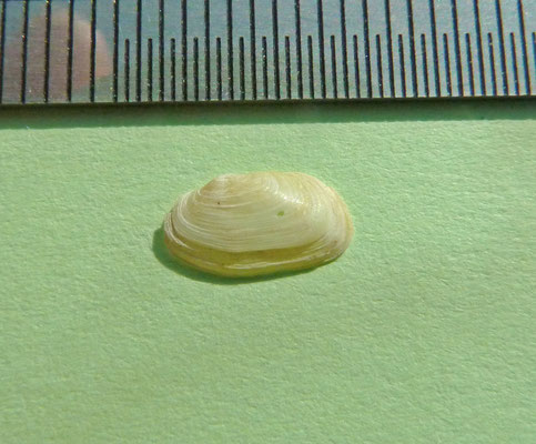 Tellimya ferruginosa - Ovale klitschelp
