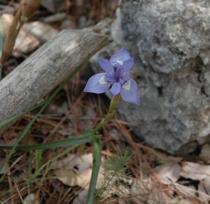 Iris cretensis