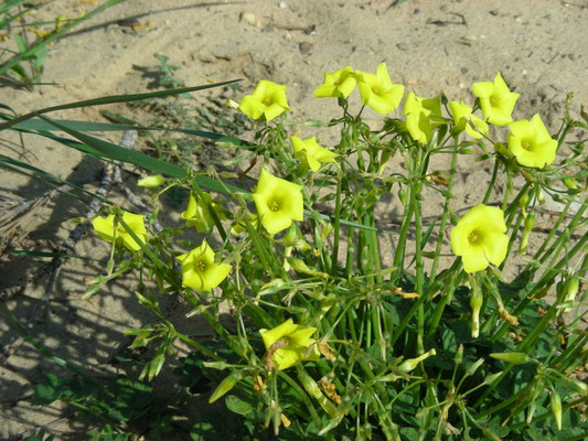 Oxalis pes-caprae - Knikkende klaverzuring