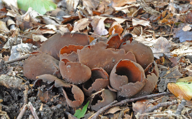 Otidea bufonia ss. lato - donkere hazenoren
