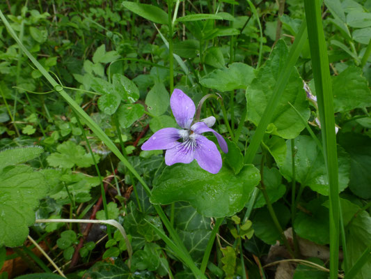 Viola riviana - Bleeksporig bosviooltje