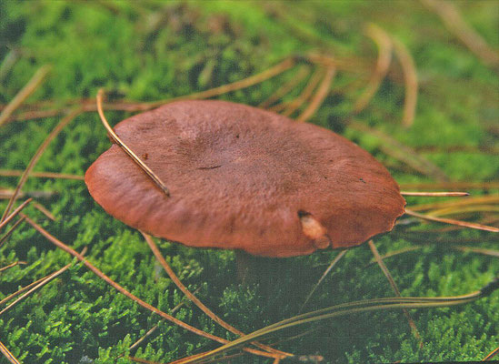 Lactarius rufus  - Rossige melkzwam