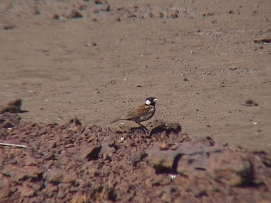 Eremopterix leucotis - Chestnut-backed Sparrow-Lark