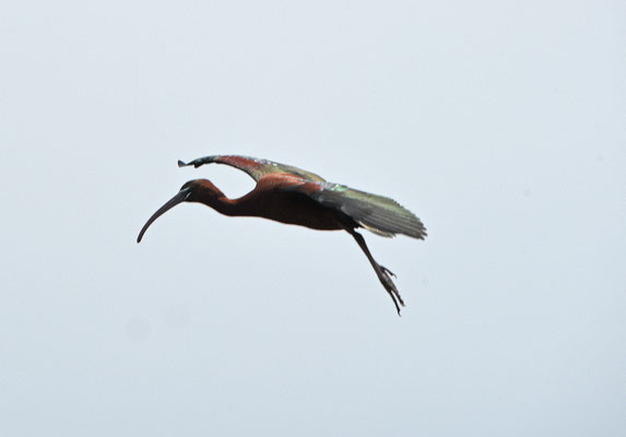 Zwarte ibis