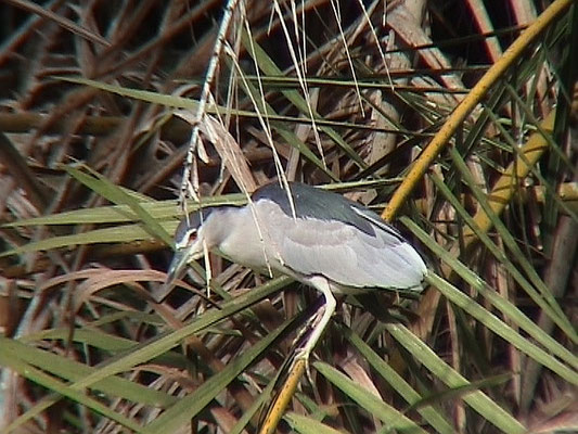 Black-crowned Night Heron