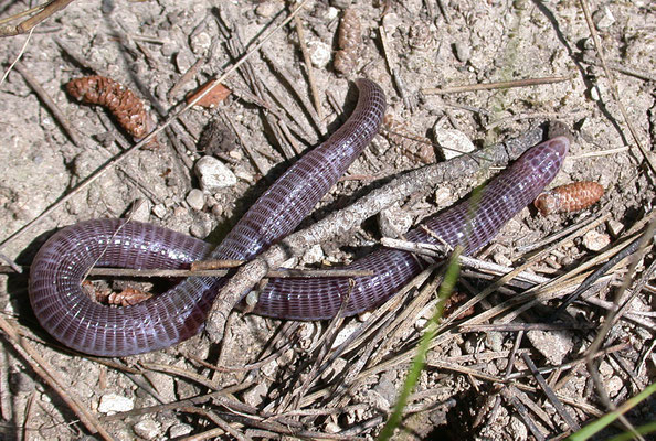 Blanus strauchi