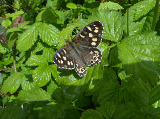 Bontzandoogje (Pararge aegeria)