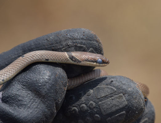 Reddish Whip Snake (Platyceps collaris) 