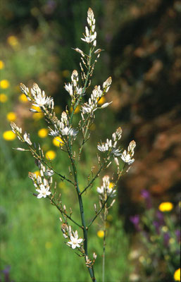 Asphodelus aestivus - Affodil