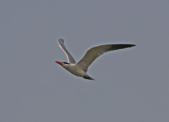 Sterna caspia - Caspian Tern